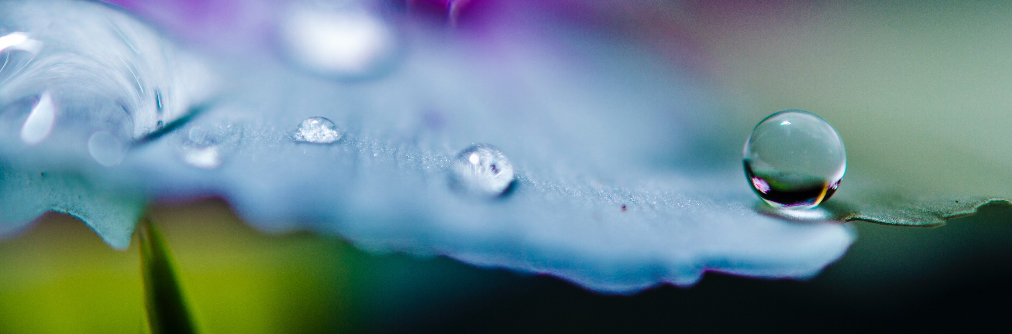 Dividend Reinvestment Plan