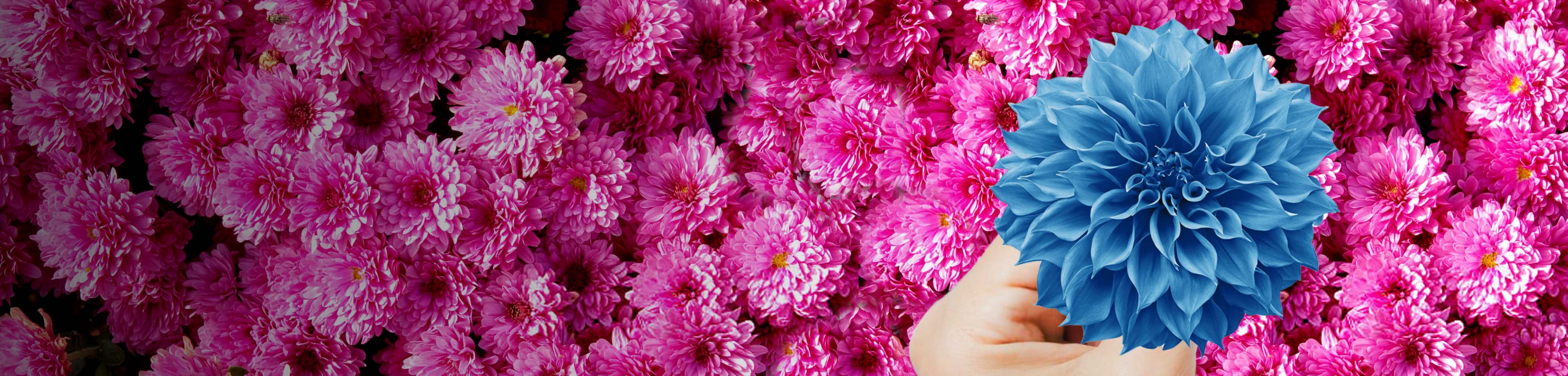 A track record of income and franked dividends